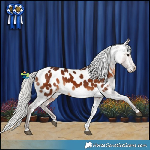Horse Color:Silver Brown Appaloosa 