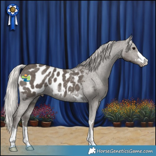 Horse Color:Silver Black Appaloosa 