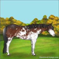 Horse Color:Bay Sabino