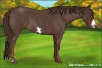 Horse Color:Liver Red Roan Frame 