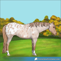 Horse Color:Red Roan Appaloosa 