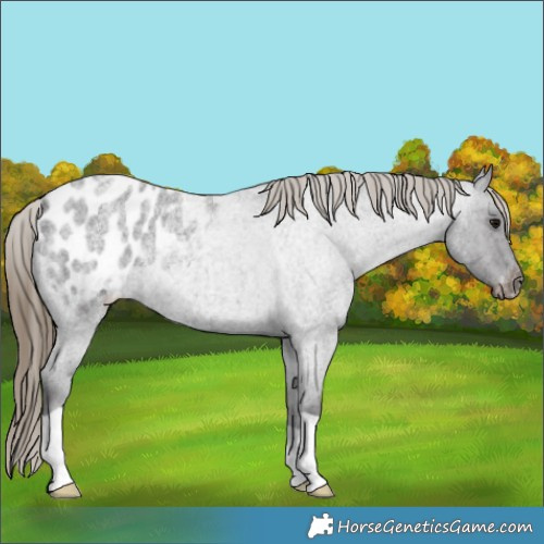 Horse Color:Smoky Blue Roan Appaloosa Rabicano 