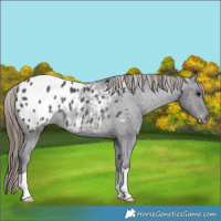Horse Color:Smoky Black Appaloosa Rabicano 