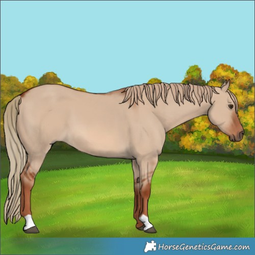 Horse Color:Red Dun 