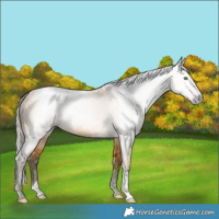 Horse Color:Gray Silver Amber Cream Champagne
