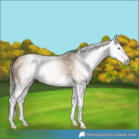 Horse Color:Gray Sable Cream Champagne Splash