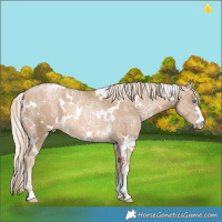 Horse Color:White Spotted Chocolate Palomino Ice Pearl Rabicano