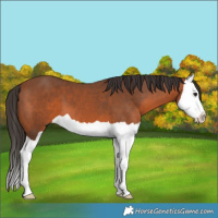 Horse Color:Bay Splash 