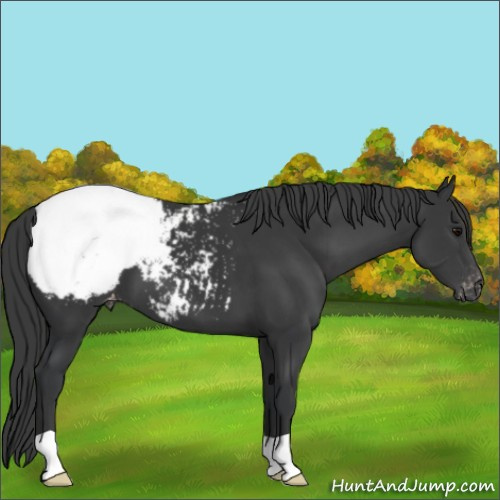 Horse Color:Black Appaloosa