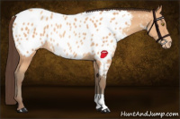 Horse Color:Amber Champagne Appaloosa Rabicano 