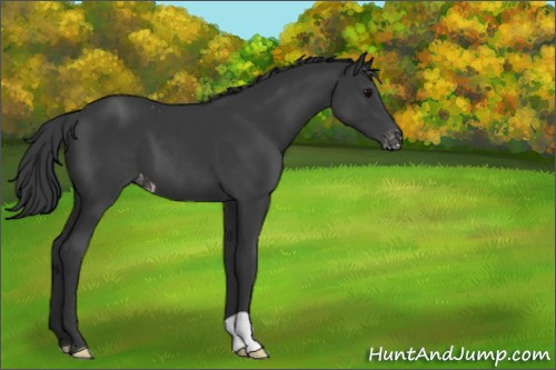 Horse Color:Black Appaloosa