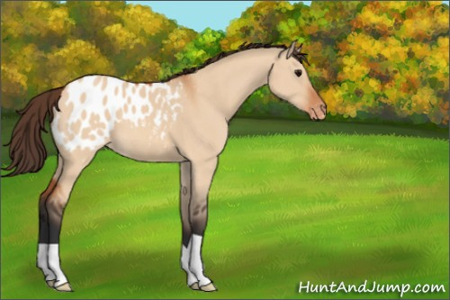 Horse Color:Bay Dun Appaloosa