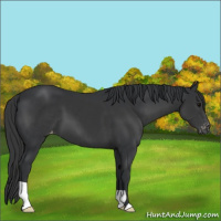 Horse Color:Black Appaloosa