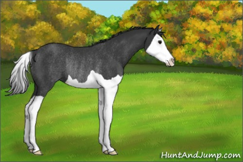 Horse Color:Black Splash Rabicano 