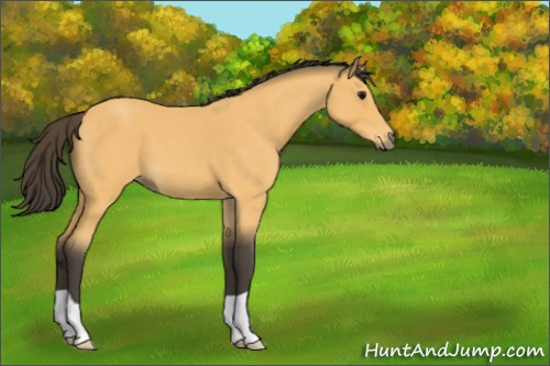 Horse Color:Buckskin Roan