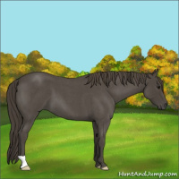 Horse Color:Smoky Blue Roan