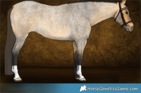 Horse Color:Buckskin Roan 