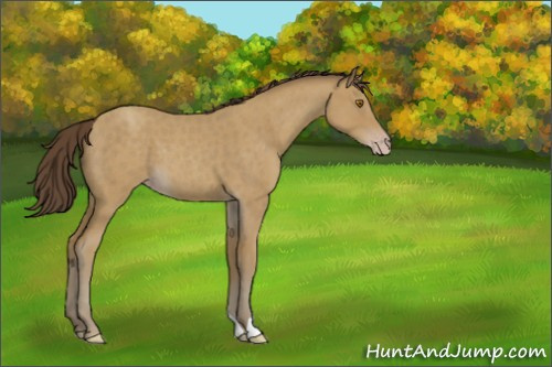 Horse Color:Classic Cream Champagne Roan