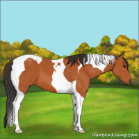 Horse Color:Bay Tobiano