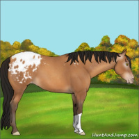 Horse Color:Gray Amber Champagne Roan Appaloosa 