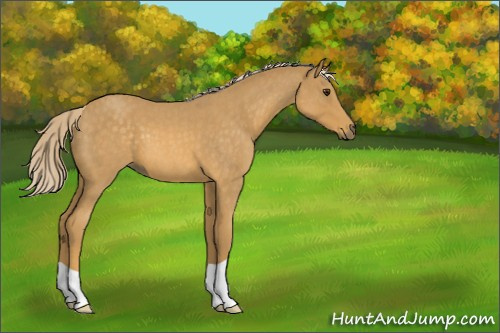 Horse Color:Palomino Roan