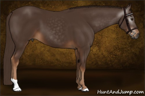 Horse Color:Gray Chestnut