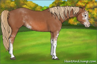 Horse Color:Chestnut Sabino 