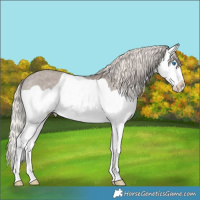 Horse Color:Silver Grullo Splash Appaloosa Rabicano