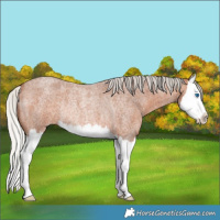 Horse Color:Silver Bay Roan Splash Rabicano