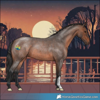 Horse Color:Brown Roan 