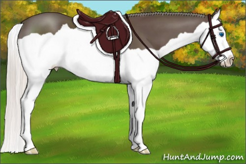 Horse Color:Silver Black Splash