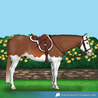 Horse Color:Chestnut Splash