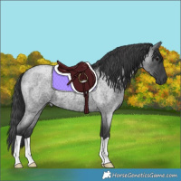 Horse Color:Blue Roan 