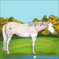 Horse Color:Silver Classic Champagne Roan Splash Rabicano
