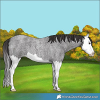 Horse Color:Smoky Blue Roan Splash 