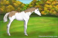 Horse Color:Silver Smoky Blue Roan Splash 