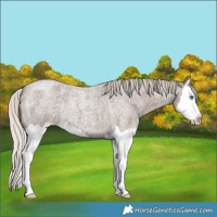 Horse Color:Silver Blue Roan Splash 