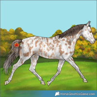 Horse Color:Amber Champagne Appaloosa  and Amber Champagne Splash Appaloosa 
