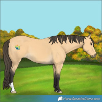 Horse Color:Buckskin 