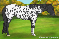 Horse Color:Black Appaloosa 