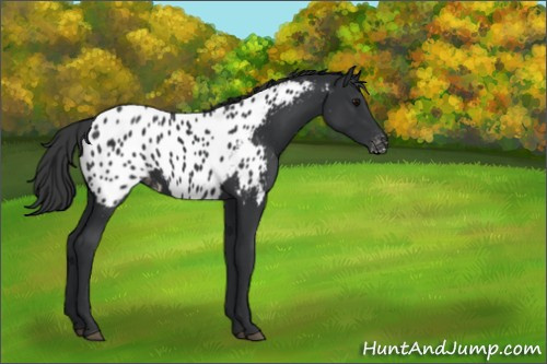Horse Color:Black Appaloosa 