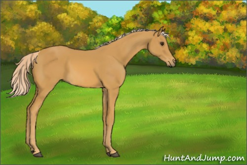 Horse Color:Palomino
