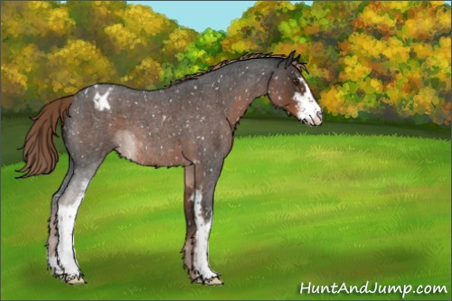 Horse Color:Liver Red Roan Sabino Appaloosa 