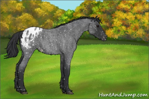 Horse Color:Blue Roan Appaloosa 