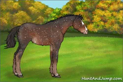 Horse Color:Liver Red Roan Sabino Appaloosa 