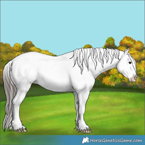 Horse Color:Blue Roan Appaloosa Rabicano 