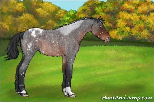 Horse Color:Brown Roan Appaloosa 