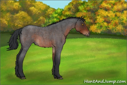 Horse Color:Brown Roan 