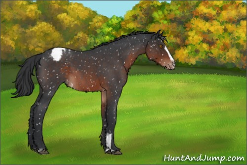 Horse Color:Brown Roan Sabino Appaloosa 