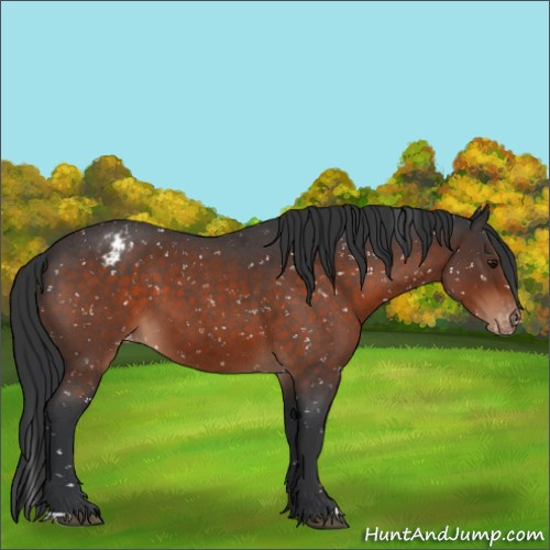 Horse Color:Brown Roan Appaloosa 